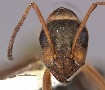 Media type: image;   Entomology 34624 Aspect: hefa